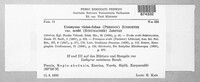 Uromyces viciae-fabae image
